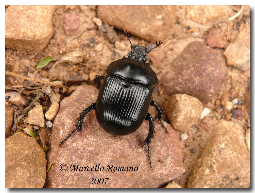  tempo di Typhaeus typhoeus (Geotrupidae)